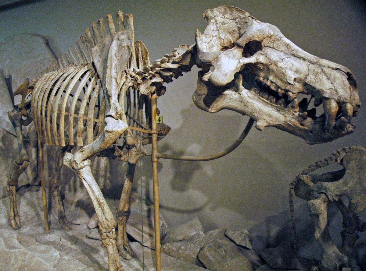 Dinohyus hollandi Peterson, 1905, Nebraska. Fossil mammal skeleton from the Miocene in 2006 in the Carnegie Museum of Natural History, Pittsburgh, Pennsylvania. The museum sign reads “At six-feet tall, Dinohyus more than earns its Latin name, terrible pig. It was the last and largest entelodont of North America. It was an omnivore, which means it ate pretty much whatever it wanted. Its large head was ornamented with bony projections.” Photo: By James St. John, Wikimedia