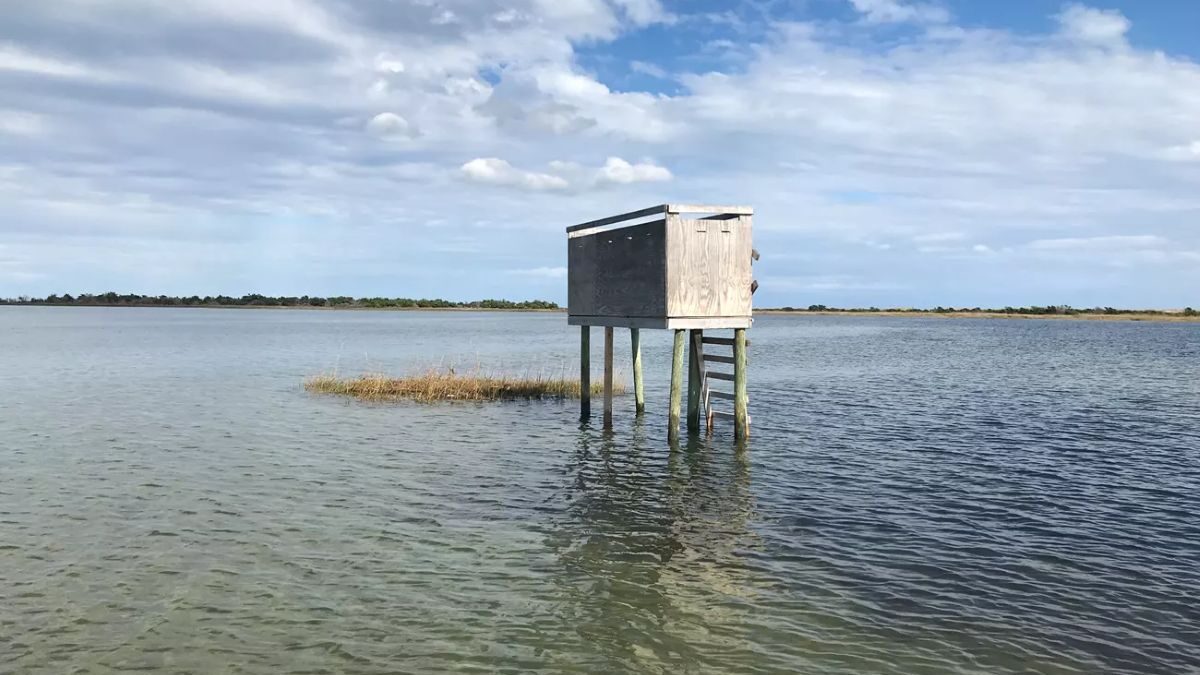 Temporary duck blind built in Cape Lookout National Seashore. Photo: Forrest Kraus/NPS