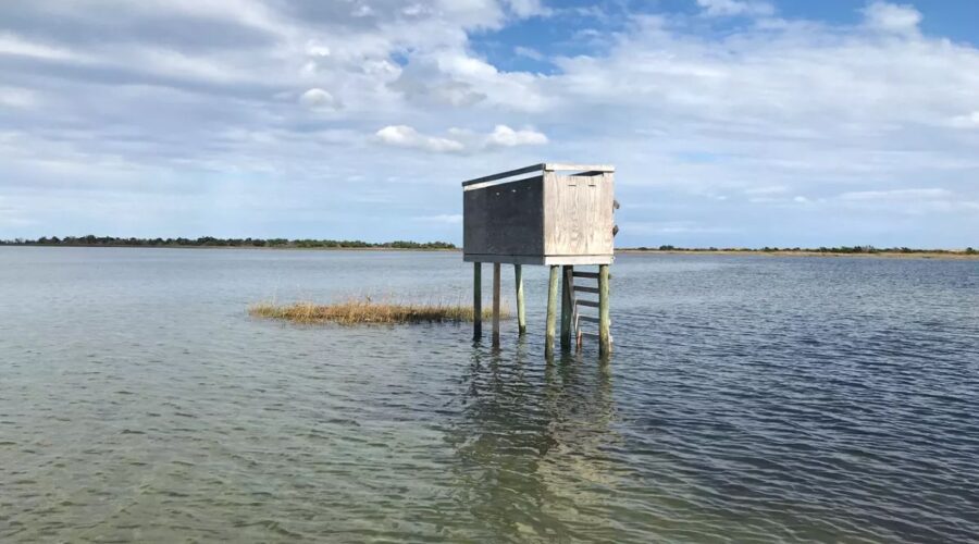 Temporary duck blind built in Cape Lookout National Seashore. Photo: Forrest Kraus/NPS