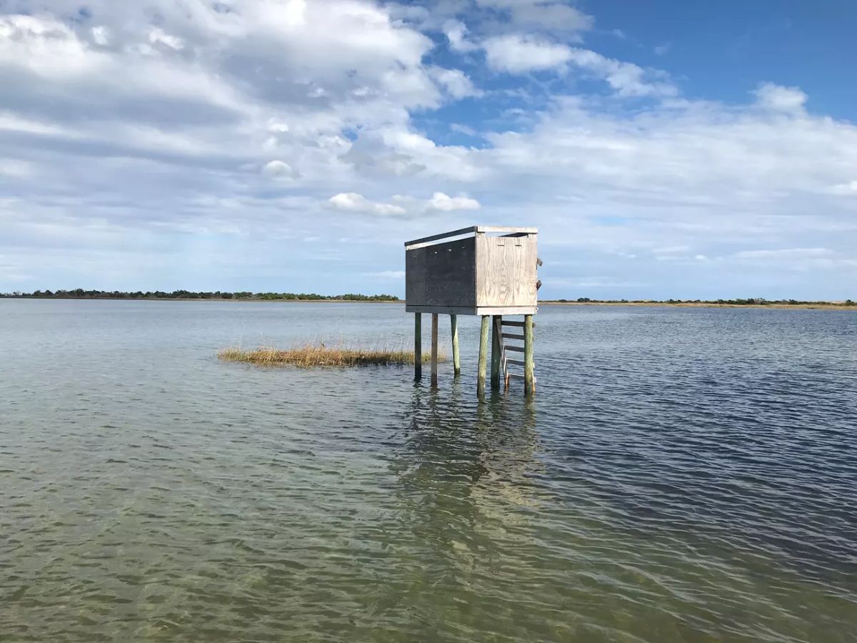 Temporary duck blind built in Cape Lookout National Seashore. Photo: Forrest Kraus/NPS