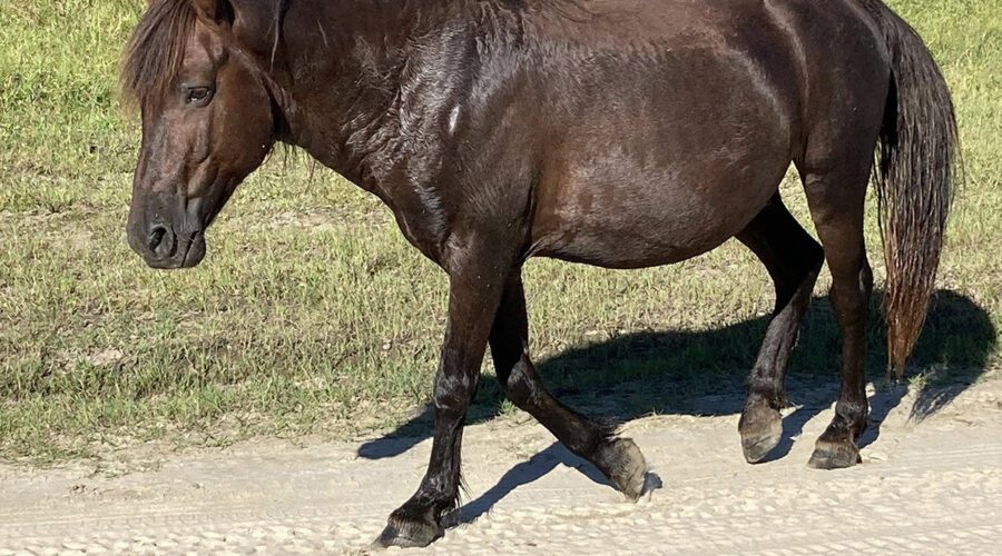 Francisco, a 10-year-old stallion, is shown in this Corolla Wild Horse Fund photo.