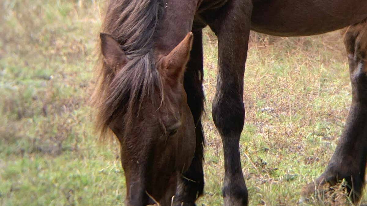 Francisco, shown grazing in this Corolla Wild Horse Fund photo, was a 10-year-old stallion.