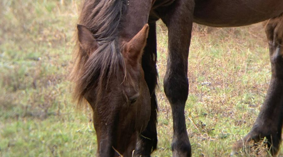 Francisco, shown grazing in this Corolla Wild Horse Fund photo, was a 10-year-old stallion.