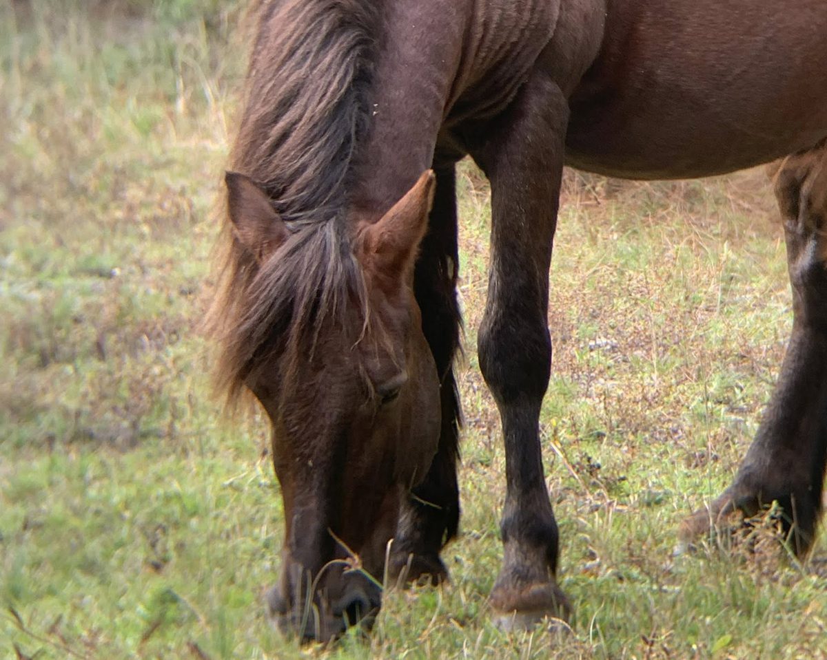 Francisco, shown grazing in this Corolla Wild Horse Fund photo, was a 10-year-old stallion.