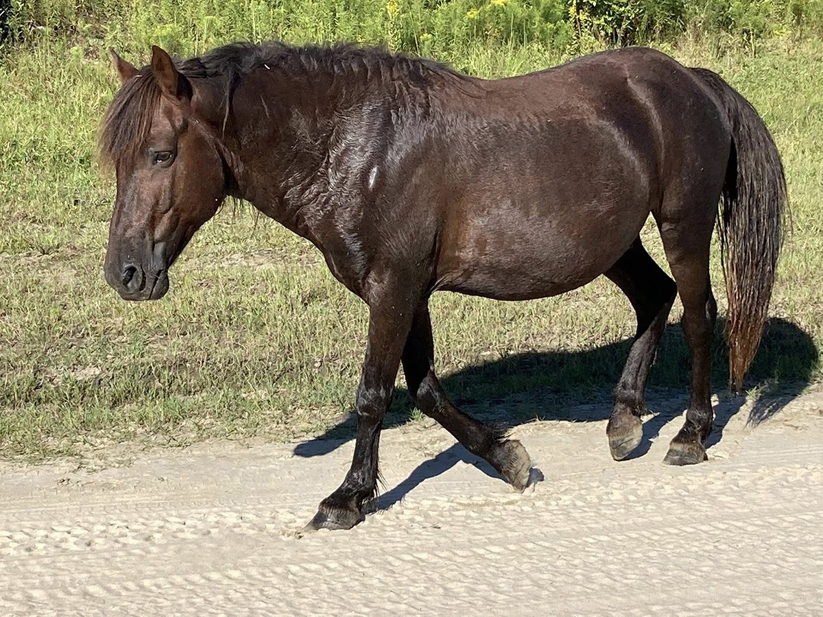Francisco, a 10-year-old stallion, is shown in this Corolla Wild Horse Fund photo.