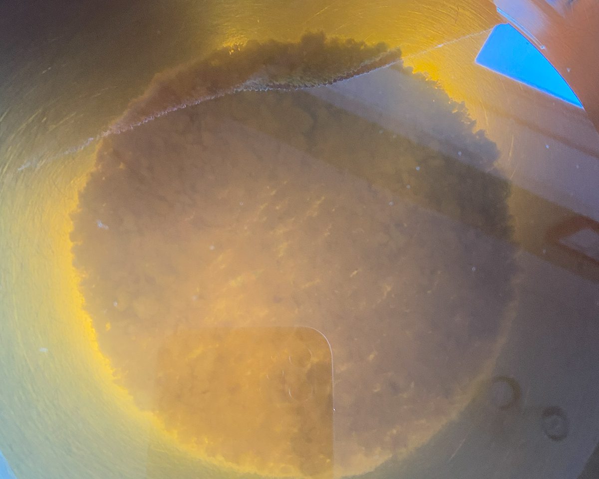 Water kefir grains rehydrate and begin their fermentation process. If you've been taking heavy-duty antibiotics, a daily drink of water kefir is great for reestablishing healthy gut bacteria. Photo: Heidi Skinner