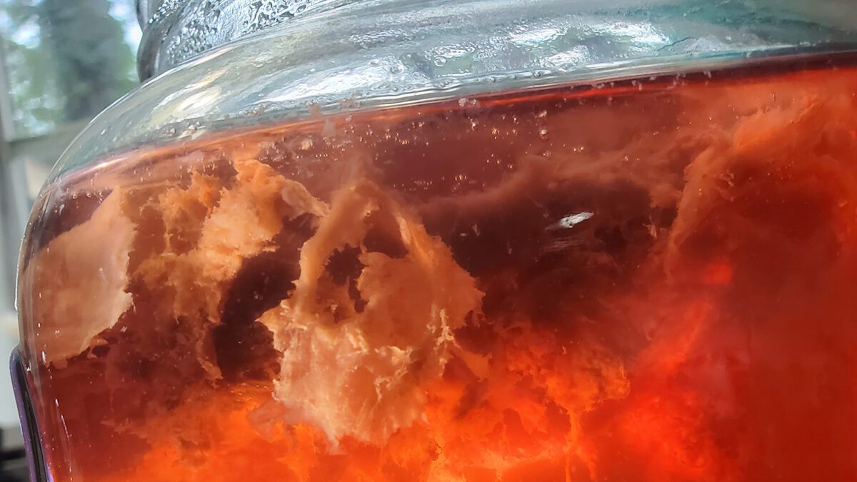 A type of probiotic bacterial mat created by fermenting an herbal tea tincture is shown in this side view. Photo: Andrew Smith