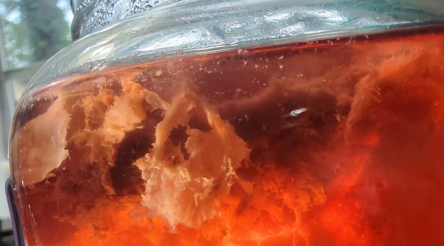 A type of probiotic bacterial mat created by fermenting an herbal tea tincture is shown in this side view. Photo: Andrew Smith