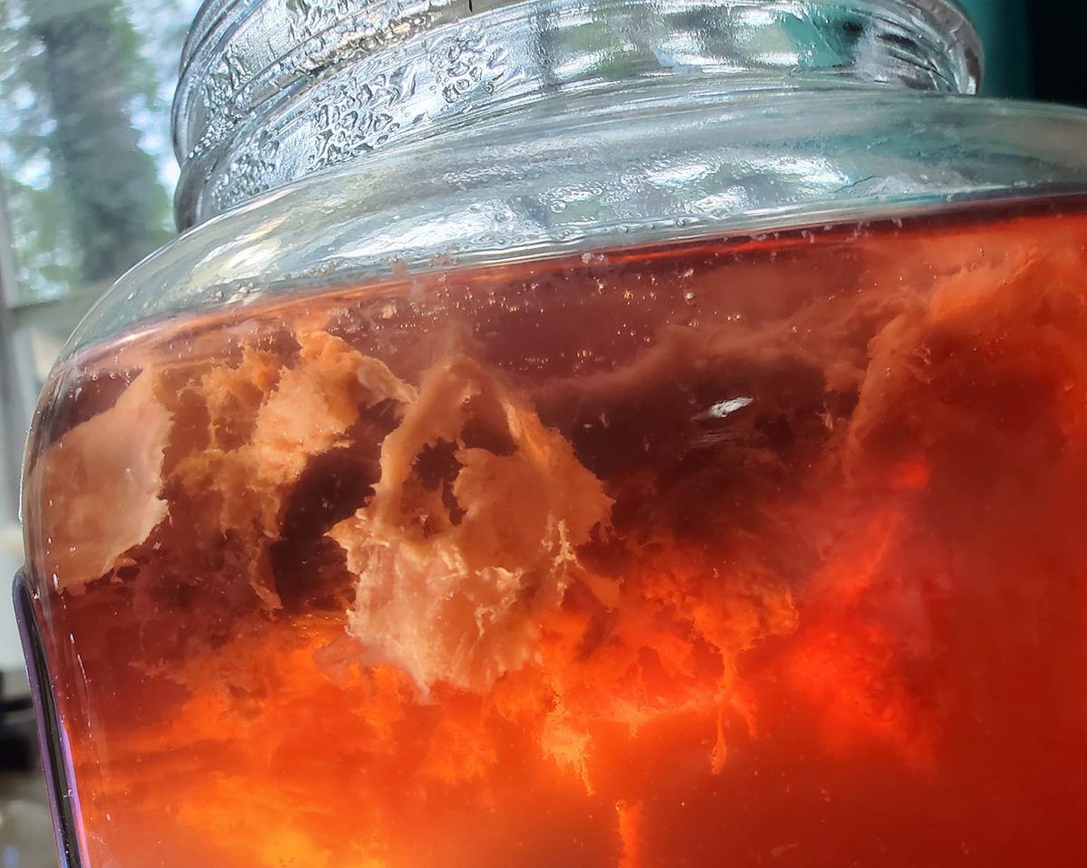 A type of probiotic bacterial mat created by fermenting an herbal tea tincture is shown in this side view. Photo: Andrew Smith