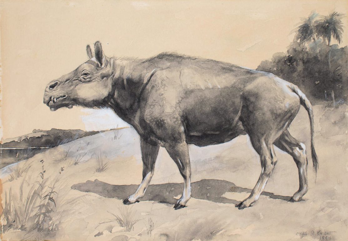 Entelodon (Elotherium), the first commisioned restoration of an extinct animal by Charles R. Knight, 1894. Courtesy, American Museum of Natural History