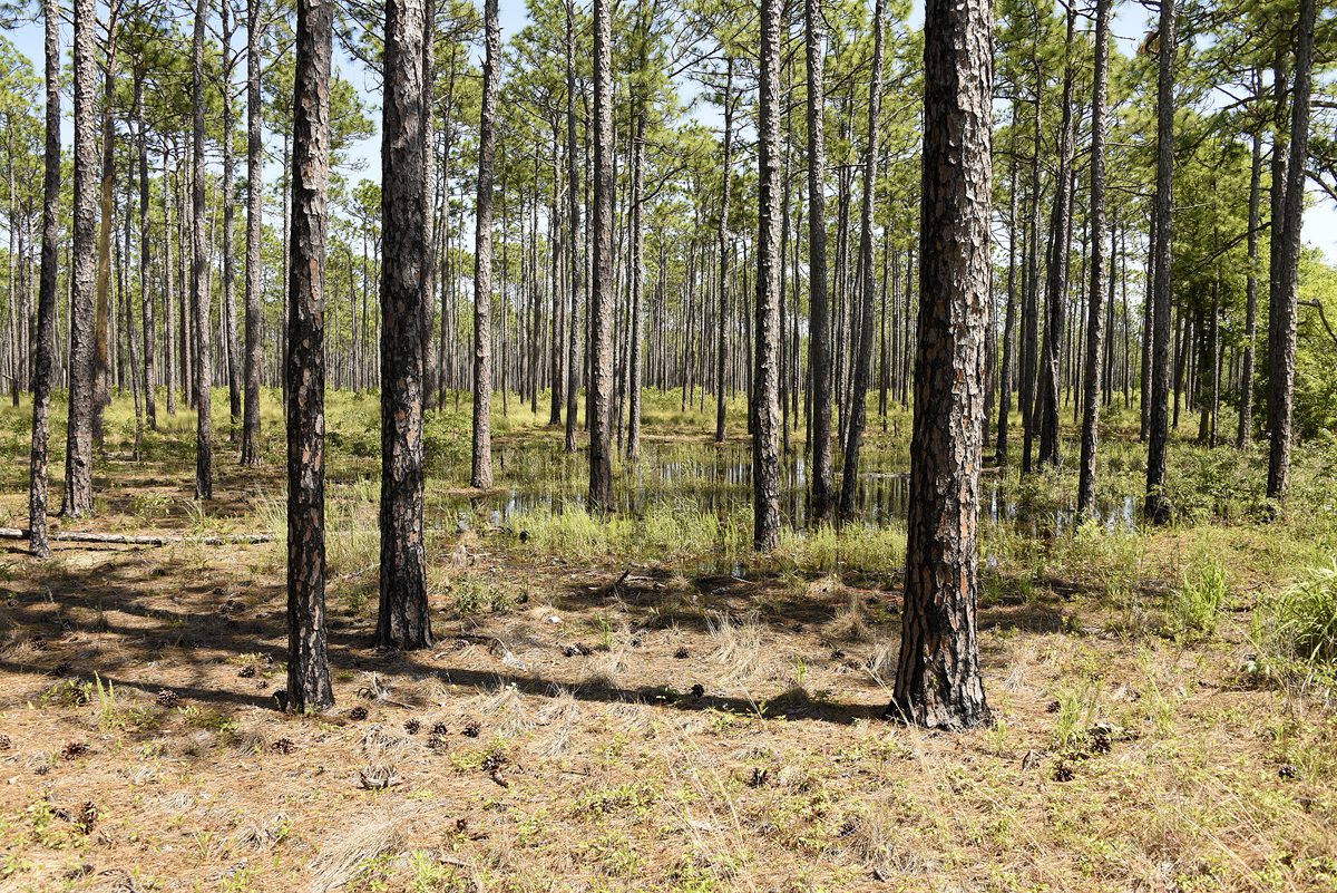 Our National Forests protect the water quality of our aquifers and streams. The Croatan National Forest helps recharge the Castle Hayne Aquifer locally, which the West Carteret Water Corp. relies on for its water supply. Photo: N.C. Chapter of the Sierra Club