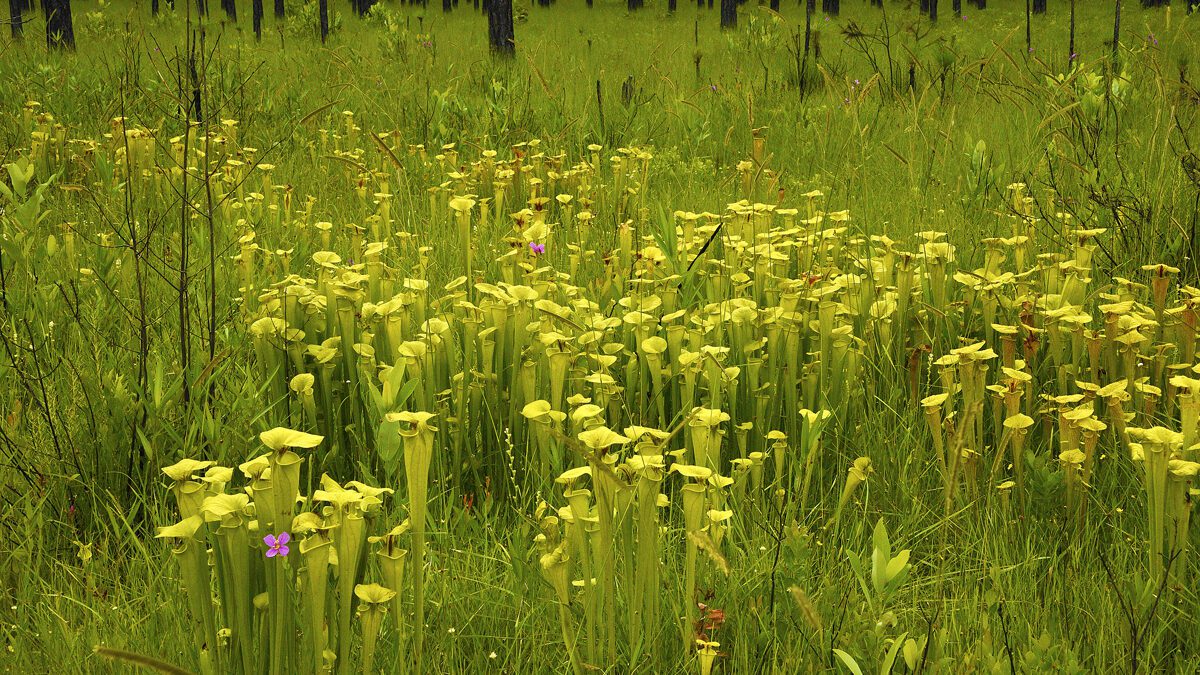 Once abundant longleaf pine savannas are home to many unusual plant species, such as the yellow pitcher plant (Sarracenia flava) and the savanna meadow-beauty (Rhexia alifanus). Photo: N.C. Chapter of the Sierra Club