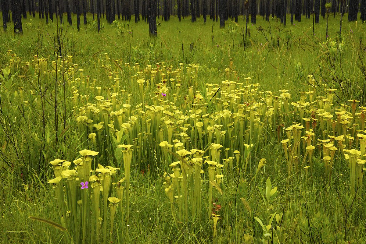 Once abundant longleaf pine savannas are home to many unusual plant species, such as the yellow pitcher plant (Sarracenia flava) and the savanna meadow-beauty (Rhexia alifanus). Photo: N.C. Chapter of the Sierra Club