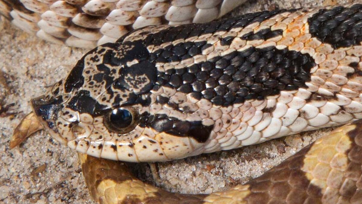 Southern hognose snake. Photo: Patrick Pierson Hill, Florida Fish and Wildlife Conservation Commission
