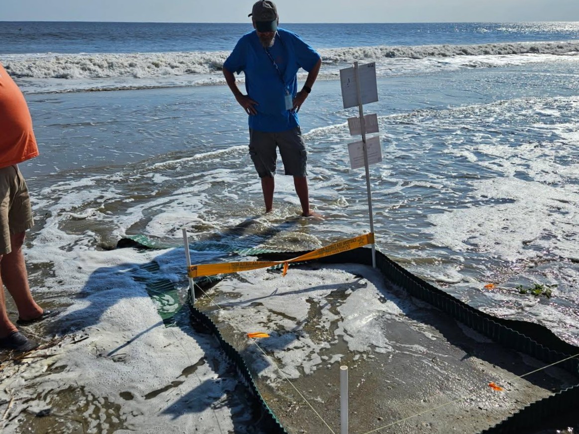 A Caswell Beach Turtle Watch volunteer removes green landscape material from around a sea turtle nest as the tide begins to rise ahead of Hurricane Erin passing offshore of the coast. Photo: Caswell Beach Turtle Watch