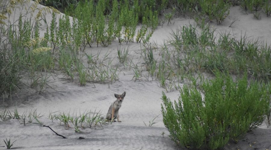 Photo of a juvenile coyote at Cape Hatteras National Seashore. Photo: National Park Service