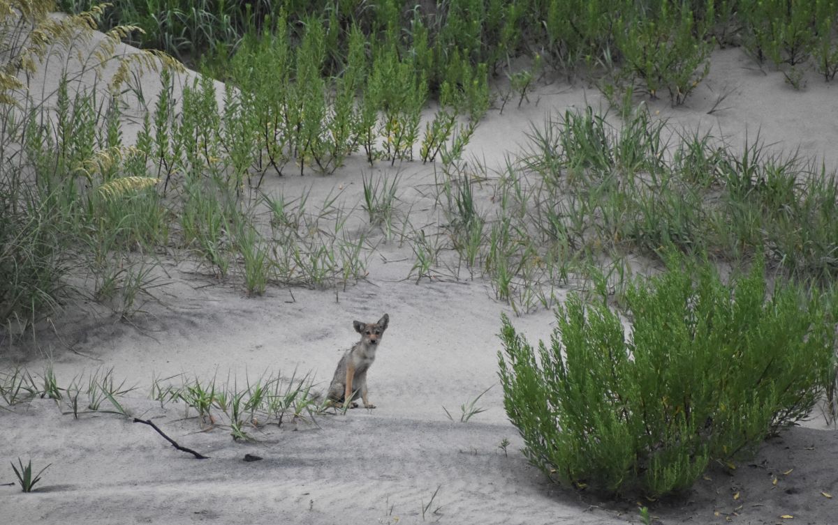 Photo of a juvenile coyote at Cape Hatteras National Seashore. Photo: National Park Service