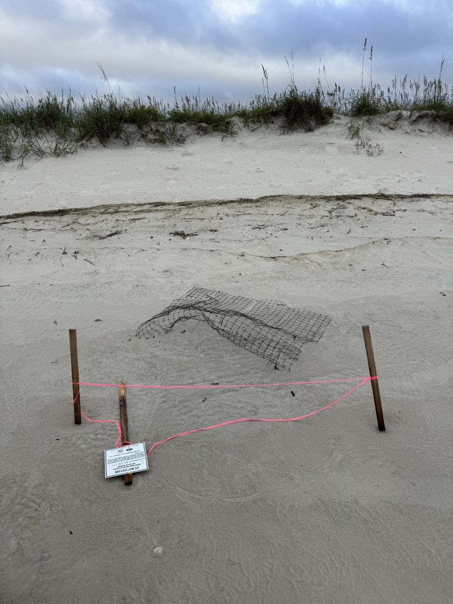 A sea turtle nest on Masonboro Island Reserve as Hurricane Erin passes the coast about 200 miles offshore. Photo: NCDEQ