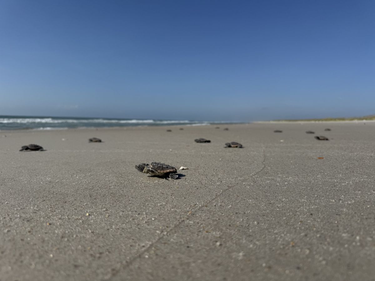 Hatchlings head to sea after last week on Masonboro Island Reserve. Photo: NCDEQ