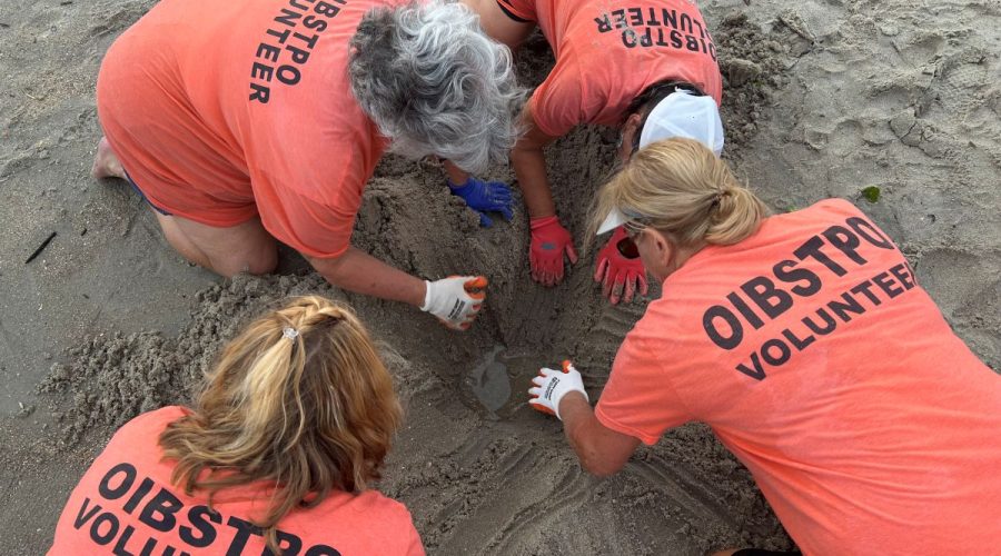 Ocean Isle volunteers work to rescue hatchlings in a nest that was submerged as a result of Hurricane Erin impacts. Photo: Ocean Isle Beach Sea Turtle Protection Organization
