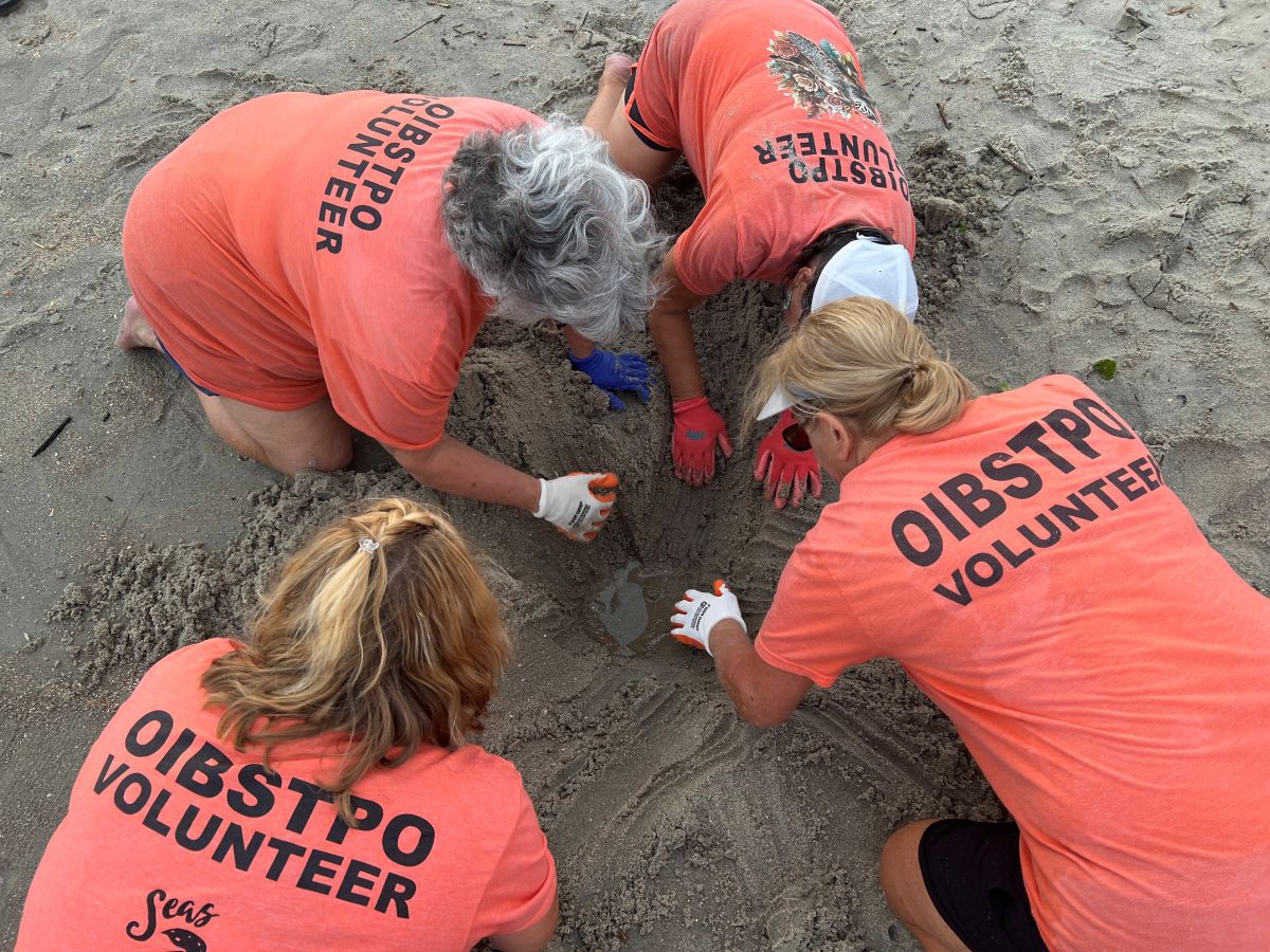 Ocean Isle volunteers work to rescue hatchlings in a nest that was submerged as a result of Hurricane Erin impacts. Photo: Ocean Isle Beach Sea Turtle Protection Organization