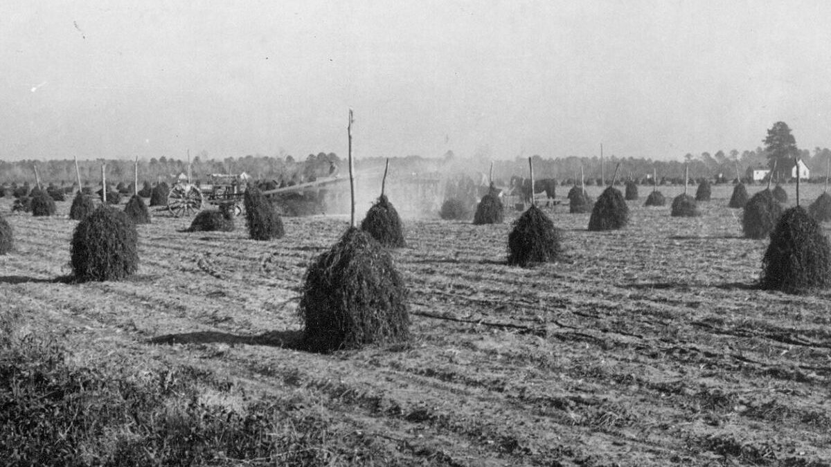 Stacks of peanut hay curing and threshers at work near Edenton, N.C., 1938. In the center of the photo, we can see the dust blown up from a mechanical picker that is separating the vines from the pods (peanuts). Photo courtesy, State Archives of North Carolina