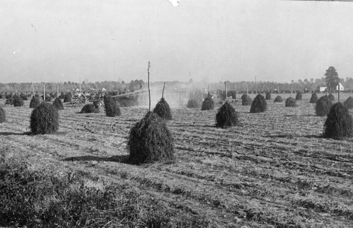 Stacks of peanut hay curing and threshers at work near Edenton, N.C., 1938. In the center of the photo, we can see the dust blown up from a mechanical picker that is separating the vines from the pods (peanuts). Photo courtesy, State Archives of North Carolina