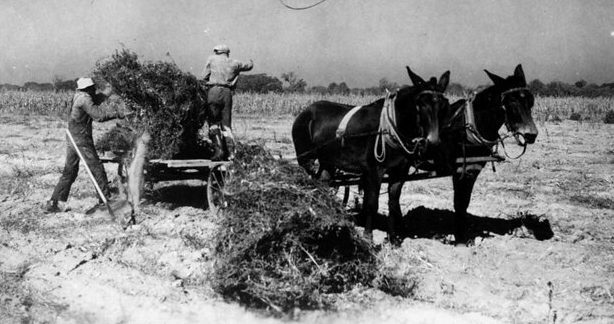 Near Edenton, N.C., 1941. Photo courtesy, State Archives of North Carolina