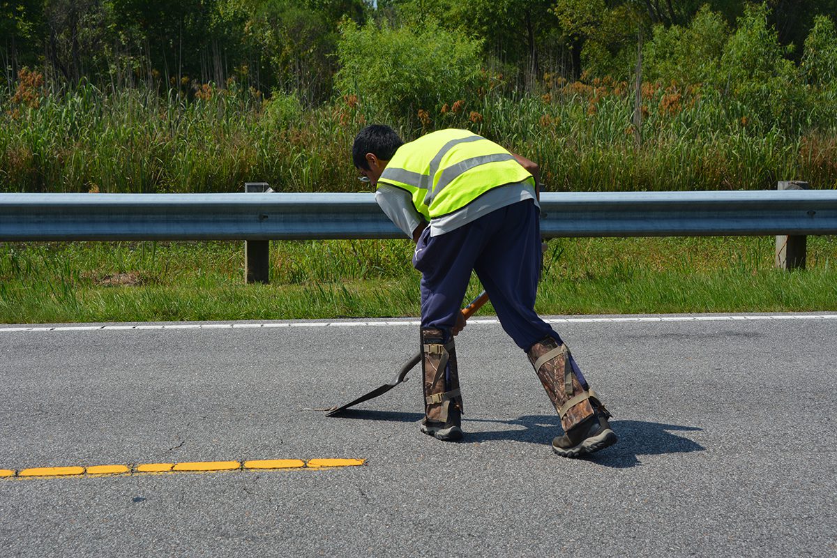 An unidentified member of the Wildlands Network team collects a dead snake from the roadway. Photo courtesy Wildlands Network