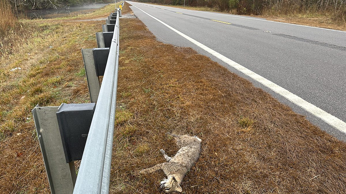 The carcass of a bobcat killed on U.S. Highway 64 is shown in this photo courtesy of the Wildlands Network.