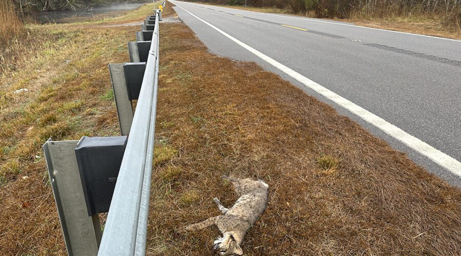 The carcass of a bobcat killed on U.S. Highway 64 is shown in this photo courtesy of the Wildlands Network.