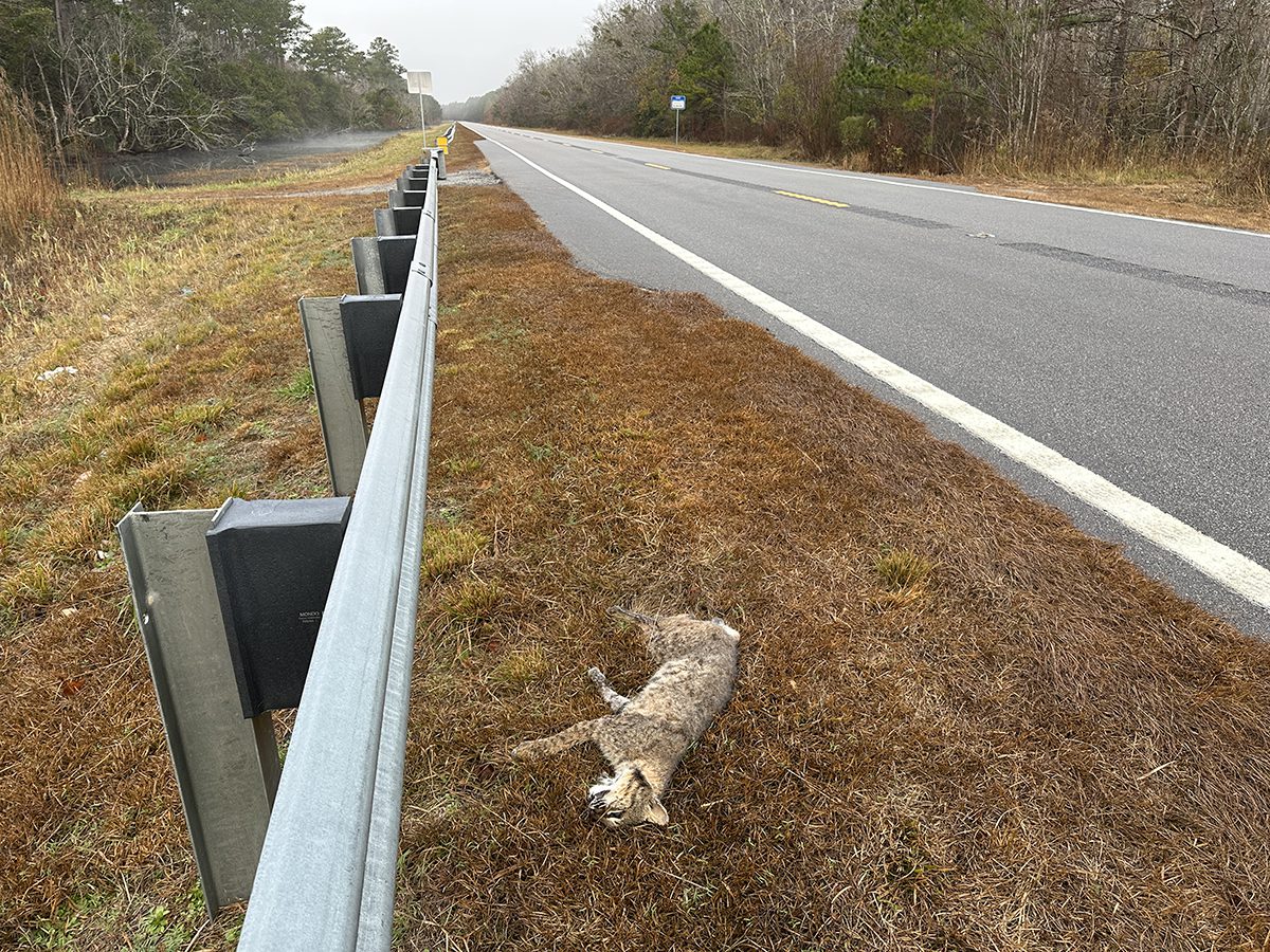 The carcass of a bobcat killed on U.S. Highway 64 is shown in this photo courtesy of the Wildlands Network.
