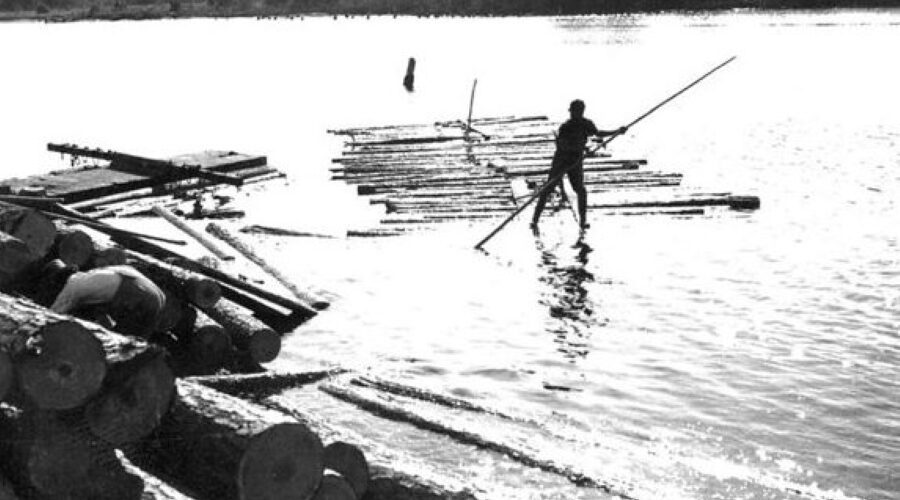 Rafting logs on the Pungo River, November 1939. Photo courtesy, State Archives of North Carolina