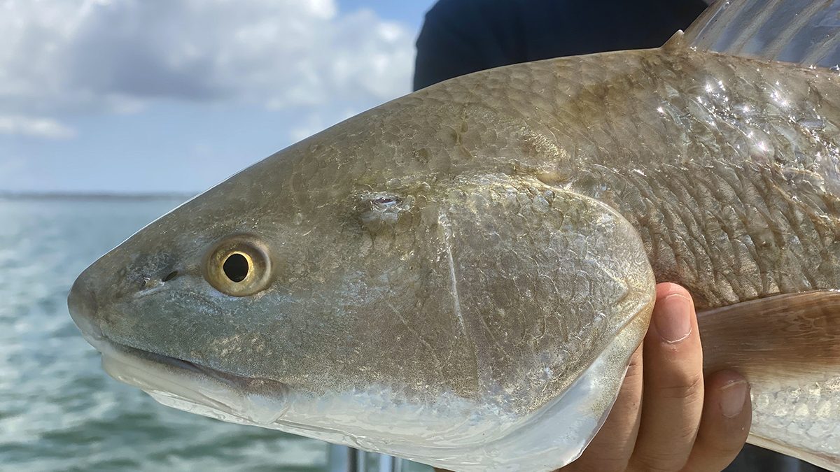 If you want to catch fish like this in shallow water it’s probably a good idea to be as quiet as possible. Photo: Gordon Churchill