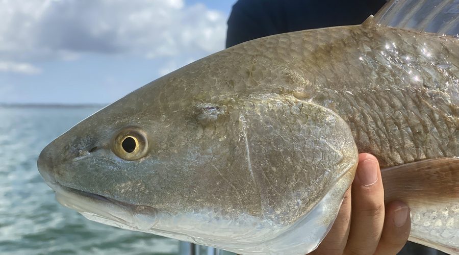 If you want to catch fish like this in shallow water it’s probably a good idea to be as quiet as possible. Photo: Gordon Churchill