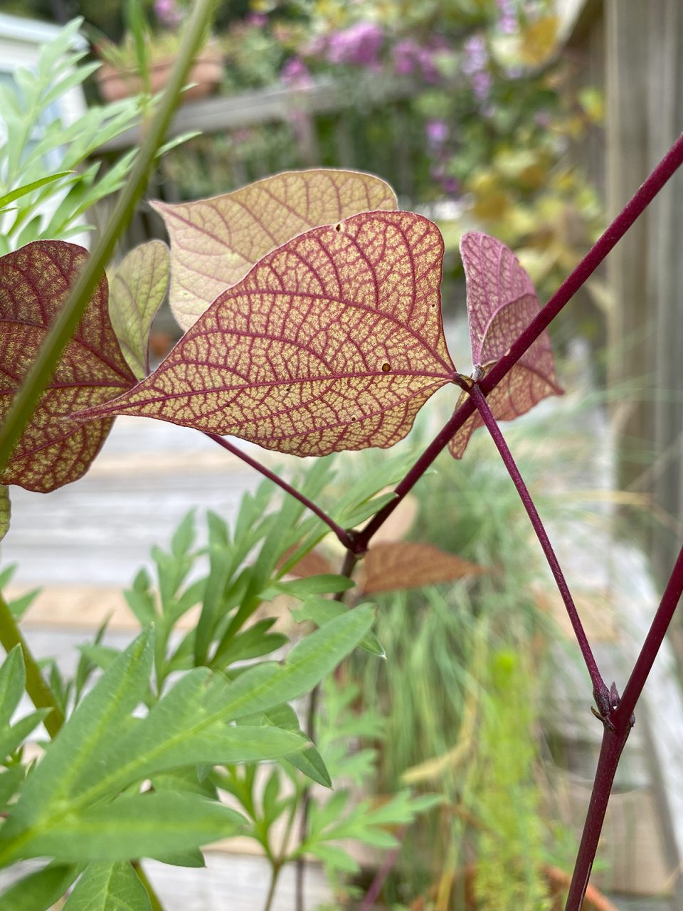 The veins on this hyacinth bean leaves resemble stained glass. Photo: Heidi Skinner