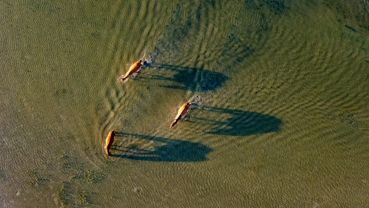 Banks horses cross tidal waters from Town Marsh to Bird Shoal along Beaufort's barrier islands, part of the Rachel Carson Reserve, in Carteret County. Photo: Dylan Ray