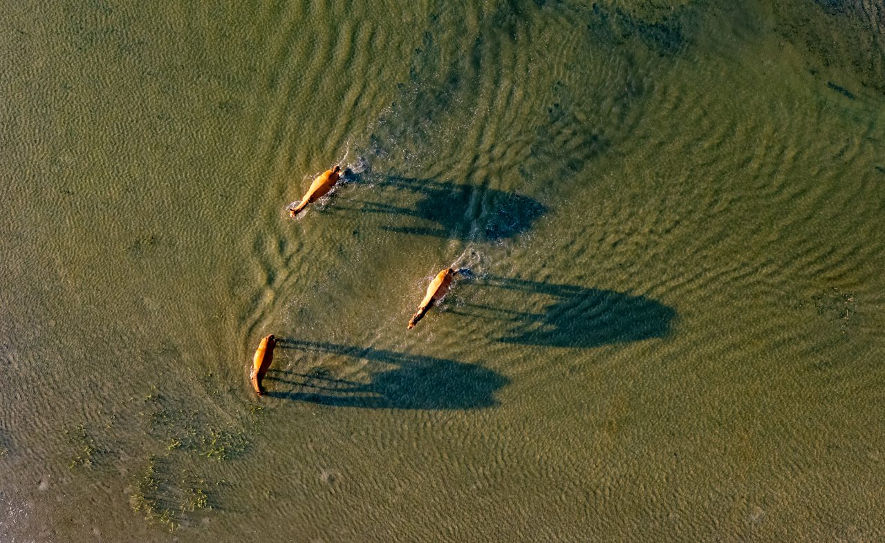 Banks horses cross tidal waters from Town Marsh to Bird Shoal along Beaufort's barrier islands, part of the Rachel Carson Reserve, in Carteret County. Photo: Dylan Ray