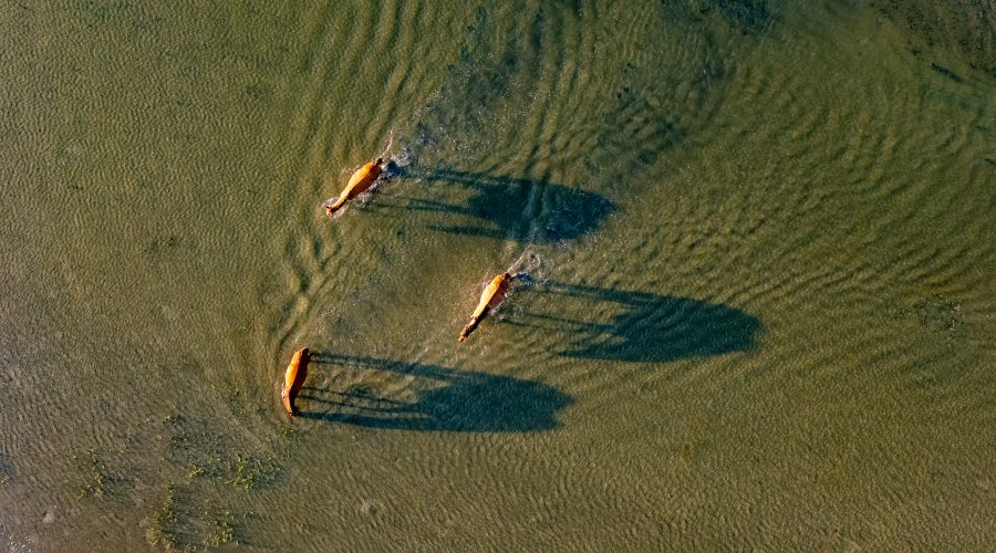 Banks horses cross tidal waters from Town Marsh to Bird Shoal along Beaufort's barrier islands, part of the Rachel Carson Reserve, in Carteret County. Photo: Dylan Ray