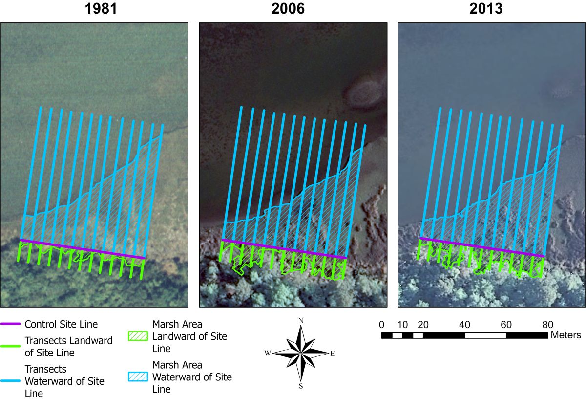 Graphic from study showing time series of a natural marsh control site illustrating shoreline erosion.