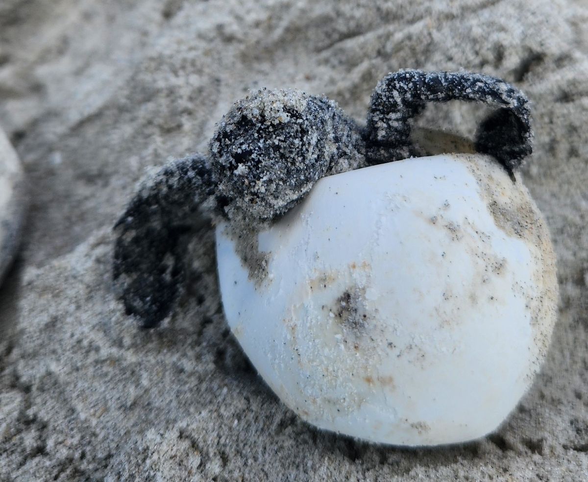 A hatchling emerges Aug. 25 at Hammocks Beach State Park. Photo: NC Parks staff