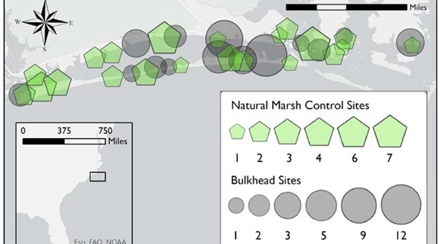 Map of the study area, including Bogue Sound, Back Sound, Newport River, and North River in Carteret County, North Carolina. Symbols represent location and concentration of natural marsh controls and bulkhead sites.