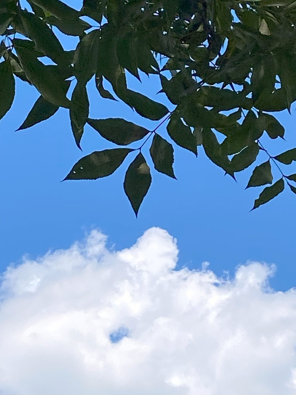 A bright band of Carolina blue sky is framed by puffy white clouds and pecan leaves. Photo: Heidi Skinner