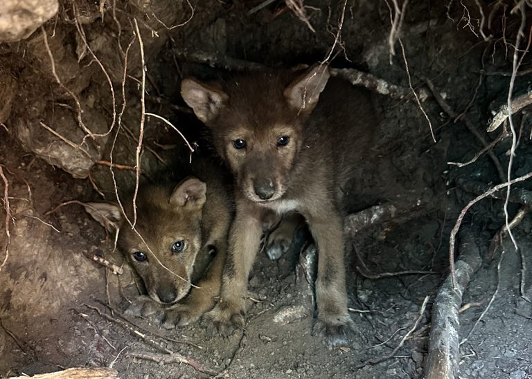 U.S. Fish and Wildlife Service to Host Red Wolf Recovery Program Update Meeting