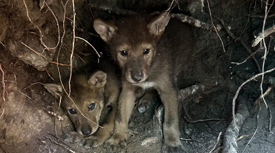 Six-week-old red wolf pups peer out warily in an acclimation pen at Alligator River National Wildlife Refuge prior to their release into the wild with their parents, 2409F and 2371M, in this U.S. Fish and Wildlife Service photo dated Aug. 11.