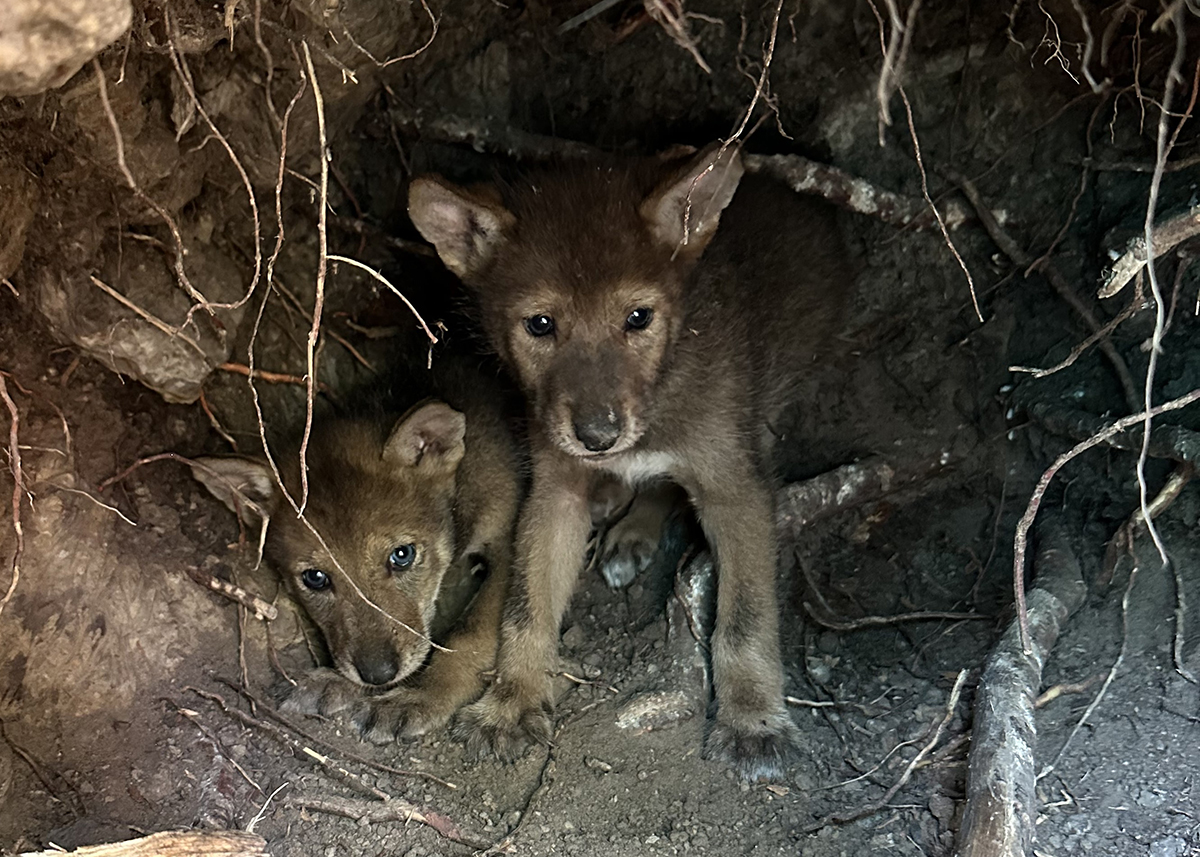Six-week-old red wolf pups peer out warily in an acclimation pen at Alligator River National Wildlife Refuge prior to their release into the wild with their parents, 2409F and 2371M, in this U.S. Fish and Wildlife Service photo dated Aug. 11.
