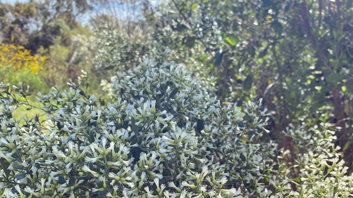 Saltbush, or Baccharis halimifolia, blooms would make a wicked jigsaw puzzle. Photo: Heidi Skinner