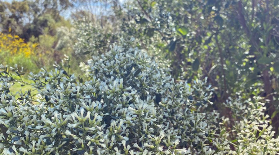 Saltbush, or Baccharis halimifolia, blooms would make a wicked jigsaw puzzle. Photo: Heidi Skinner