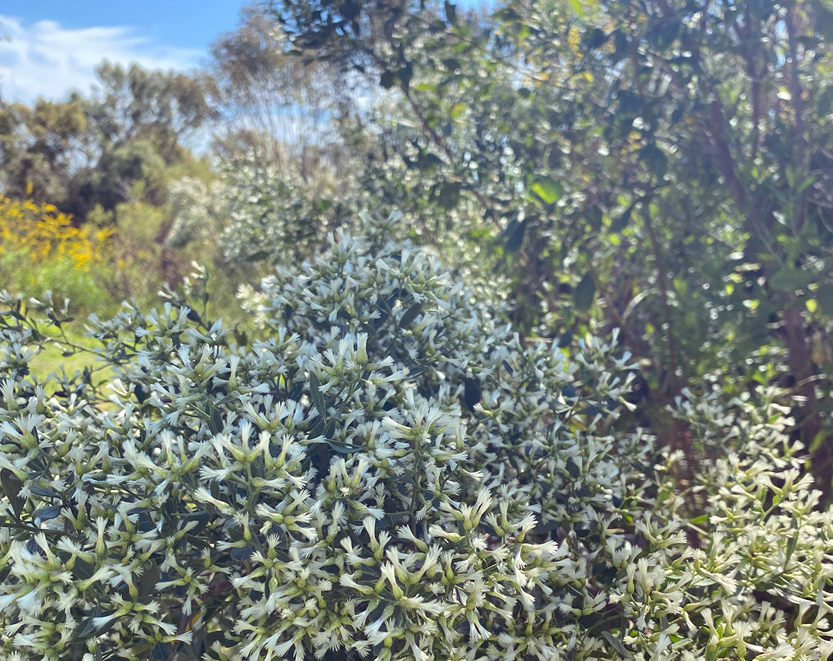 Saltbush, or Baccharis halimifolia, blooms would make a wicked jigsaw puzzle. Photo: Heidi Skinner