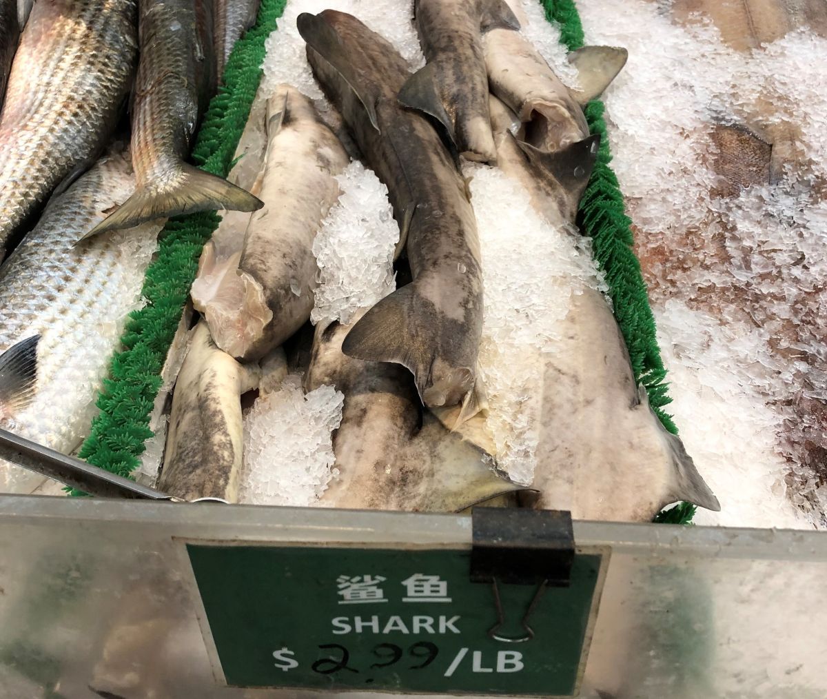 Shark meat on display. Photo: UNC